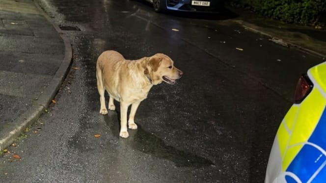 Deze achtergelaten Labrador leidt politie rechtstreeks naar het huis van zijn baasje