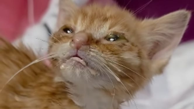 Katzenbaby Krümelsaurus