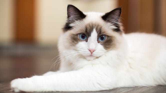 Ragdoll-Katze säugt ihre Kätzchen an einem ungewöhnlichen Ort