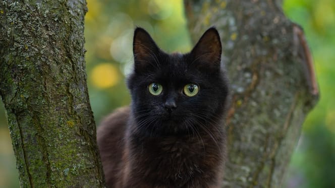 Dopo una segnalazione, un gatto maltrattato cerca una casa tranquilla e amorevole