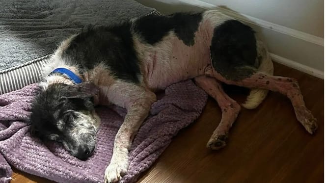 Un chien est abandonné dans un jardin : en famille d’accueil, le chien subit une transformation