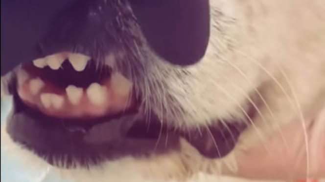 Tierarzt hält eine Hundeschnauze in den Fingern