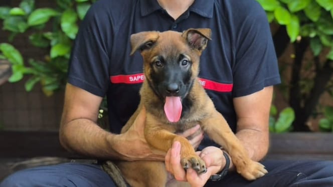 Âgé de 2 mois et demi, ce petit berger entame un destin hors du commun : il rejoint les pompiers