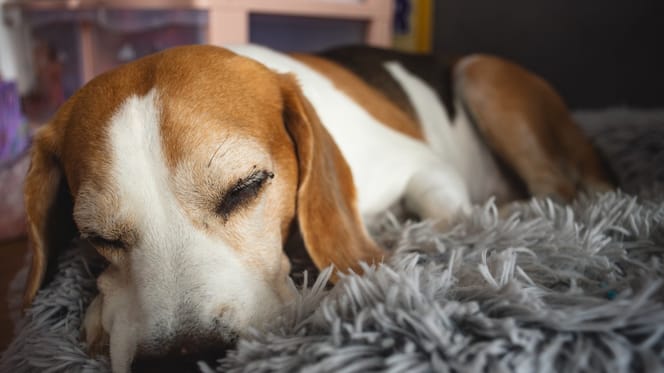 Geniale Erfindung für Hunde: Eine Schülerin baut einen Roboter zum Streicheln