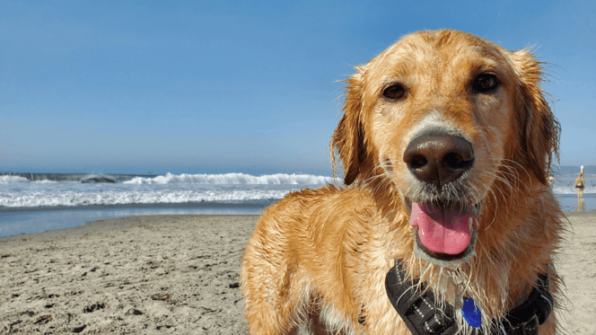 Rule change affecting dog owners at hundreds of beaches comes into force in UK