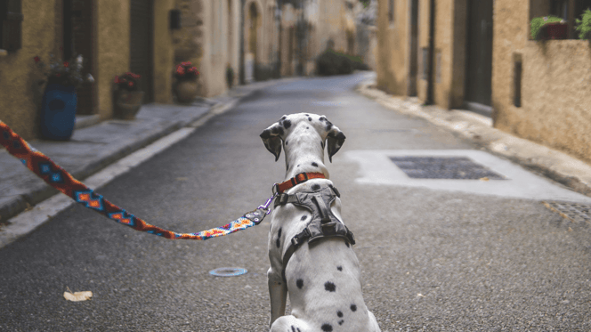Dalmatian sitting on-lead in street