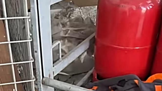 Rettungsaktion im Baumarkt