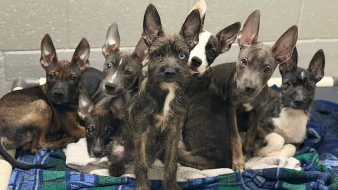 7 chiots