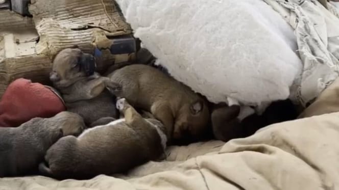 7 chiots abandonnés