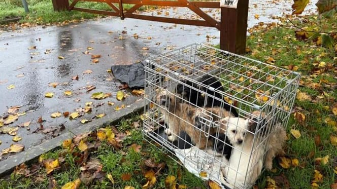 7 puppy's achtergelaten in storm in Engeland