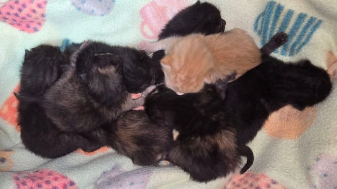 8 chatons abandonnés