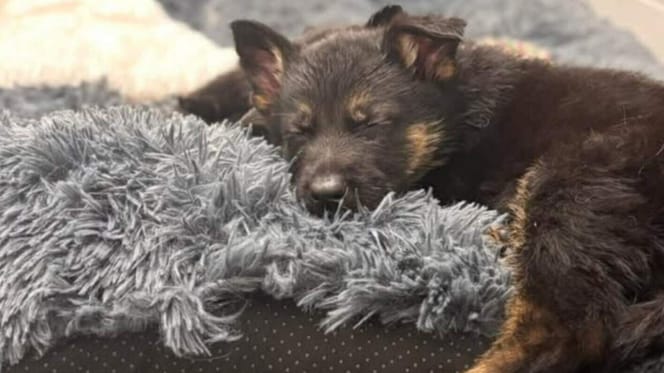 8 Duitse herders in beslag genomen die zwaar verwaarloosd waren