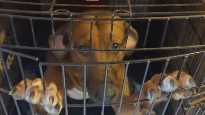 84 honden gered bij voormalig hondenfokker in Overijssel
