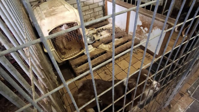 9 honden weggehaald bij fokker in Hulst