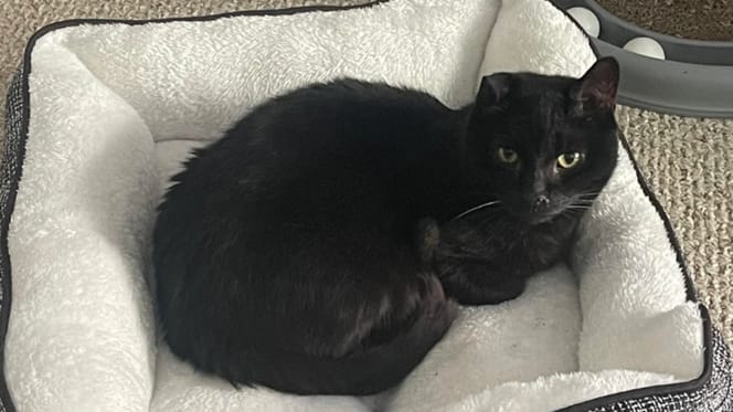 Een zwarte kat in zijn mandje