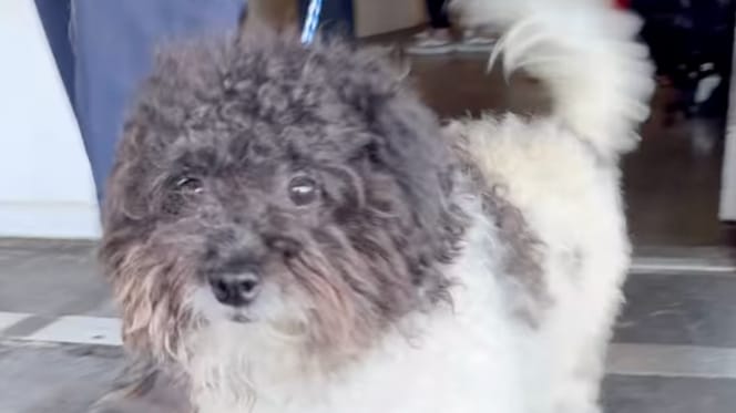 Een pluizige achtergelaten hond