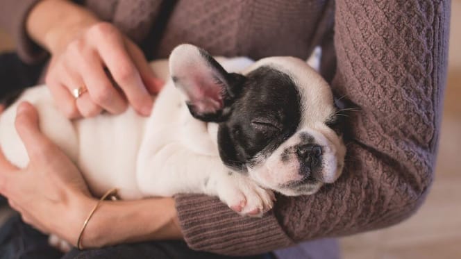 poem about dog loss: Woman holding bulldog puppy in arms