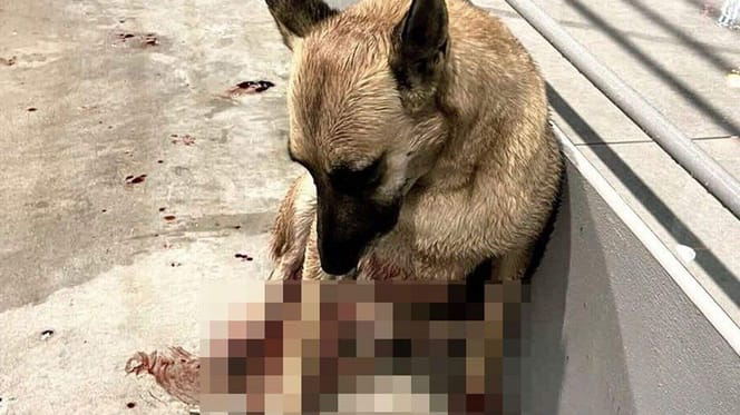 Aangereden hond in Griekenland wordt gered door drietal Nederlanders