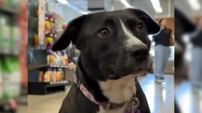 Adopted shelter dog