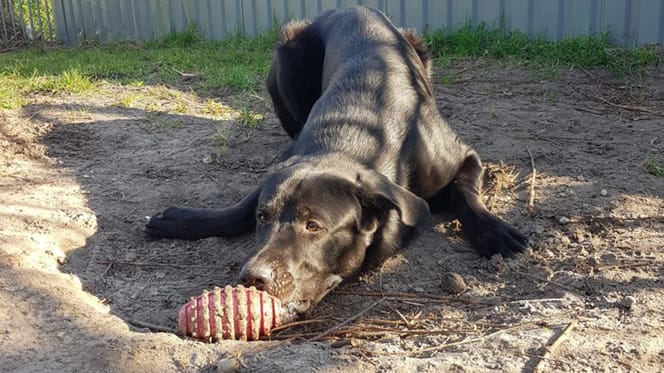 Adoptiehond Nike is op zoek naar een nieuw thuis