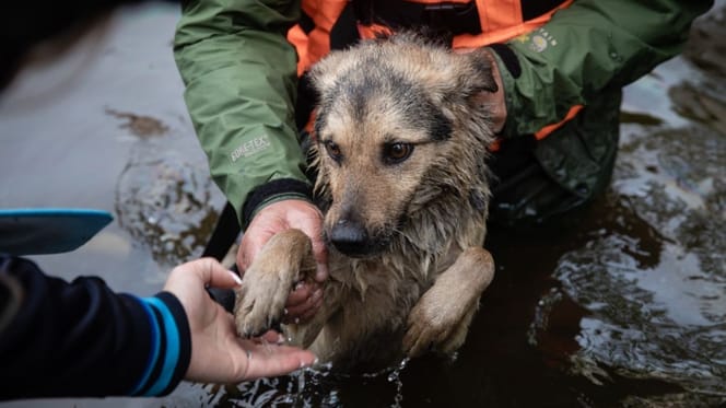 aemet-dana-alice-como-proteger-perro-inundaciones