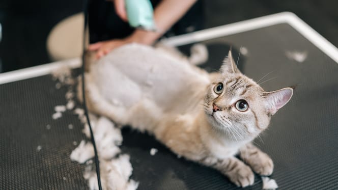 Ängstliche Katze wird rasiert