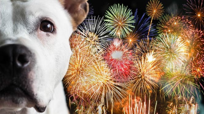 Ängstlicher Hund vor Silvesterfeuerwerk