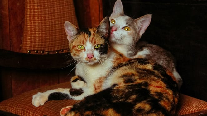 Afrikaanse kattennamen