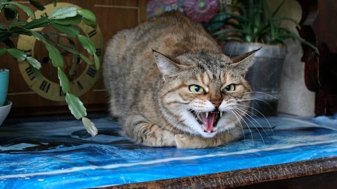 Agresywny kot staje się pieszczochem
