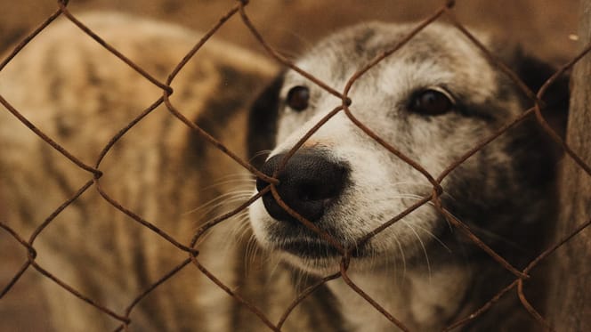 Alter Hund im Tierheim