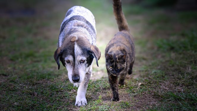 Alter Hund und alte Katze