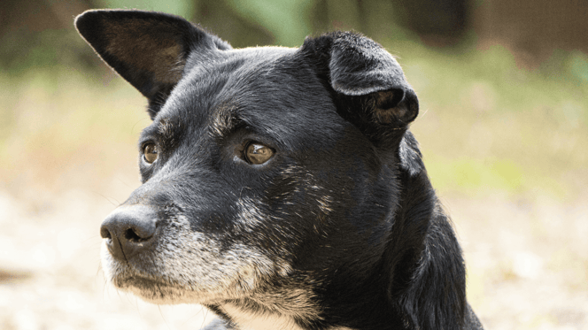Alzheimer's in dogs: Black and white dog staring into distance