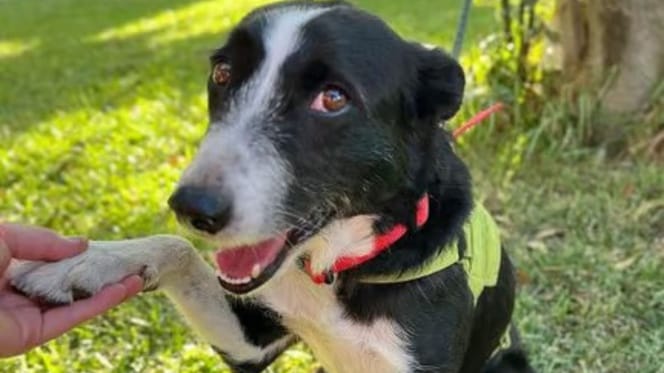 alzira-perra-adopcion