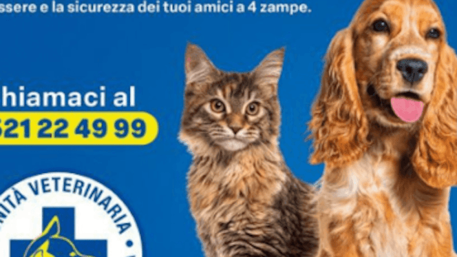 ambulanza per cane e gatto