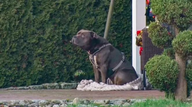 American Bulldog bewacht sein totes Herrchen