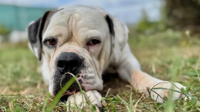 American Bulldog Shamo