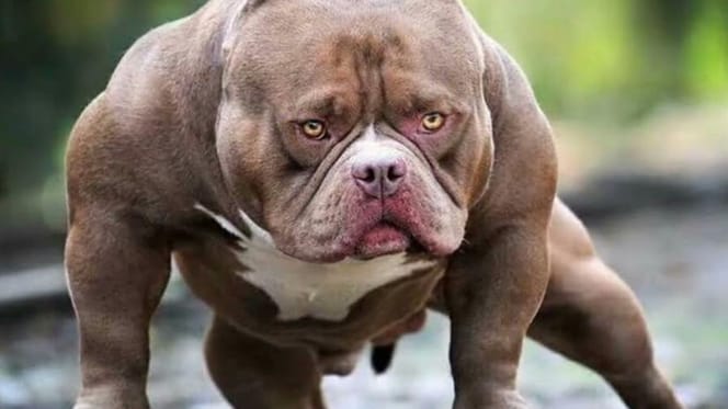 american-bully-XL