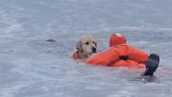 Amerikaanse brandweerman red hond Phoenix