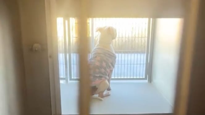 Een achtergelaten hond in haar pyjama