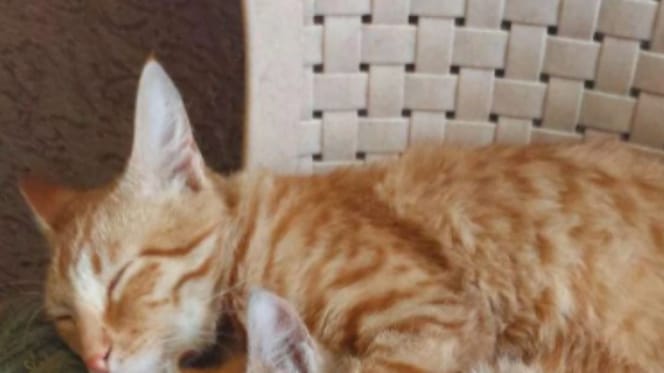 Andrei le chat roux