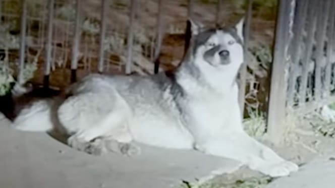 Angel le chien