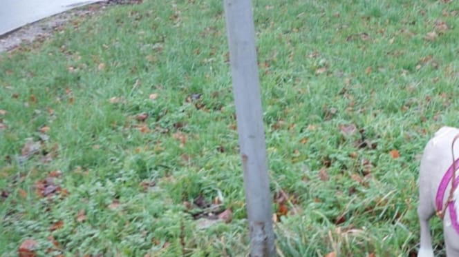 Un chien abandonné dans l'herbe