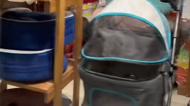 pet shop
