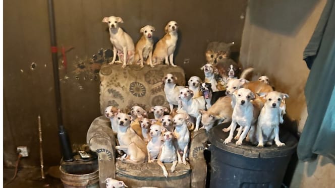 Rescued dogs and cats