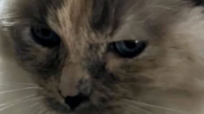 Katze Annie