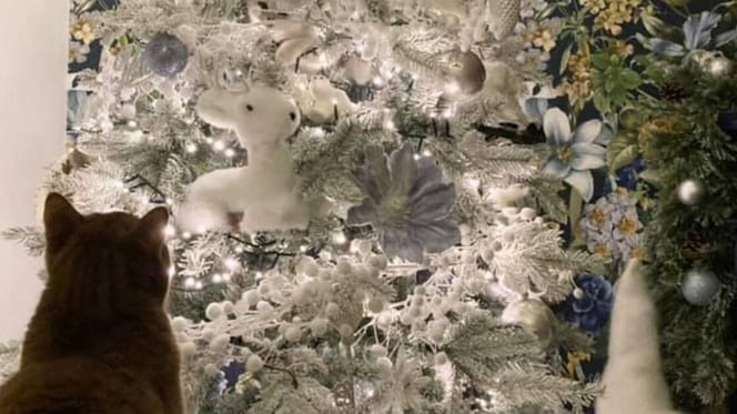 Dónde está el gato