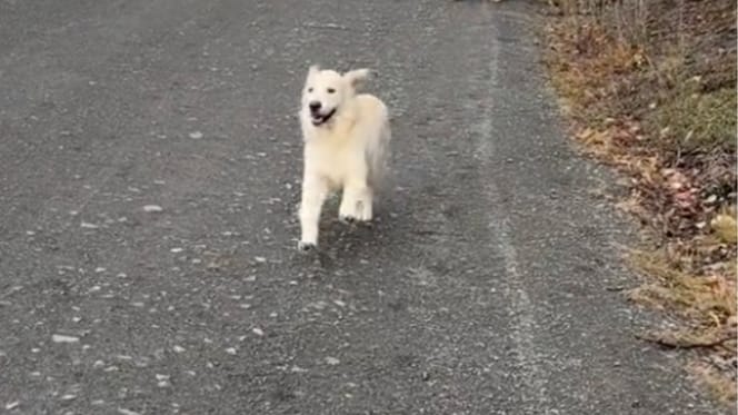 Apollo the dog