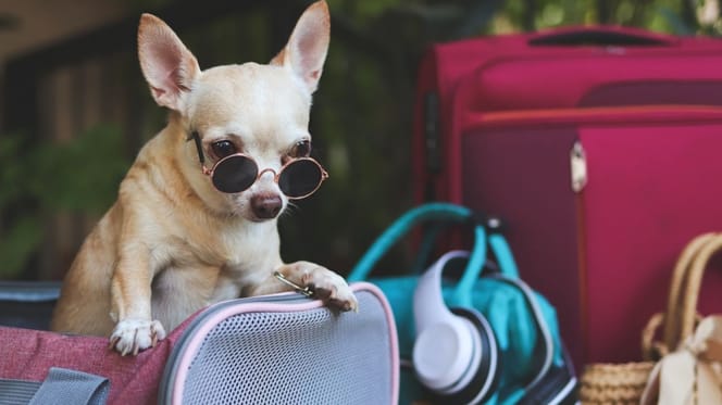 app-para-cuidar-perros