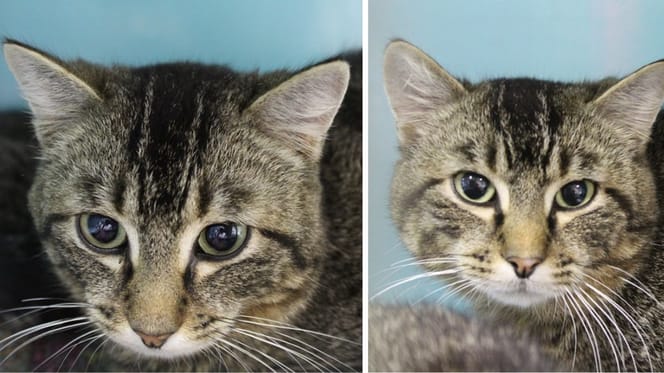 Apy et Apo, chats à adopter