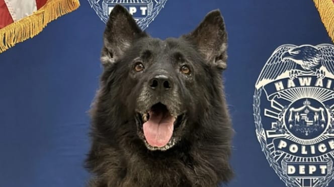 Archer de politiehond die overleed in snikhete politieauto